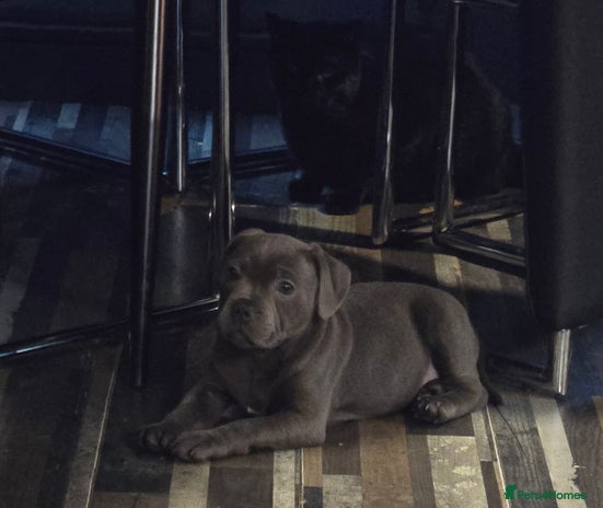 Staffordshire Bull Terrier dogs - Advert 11