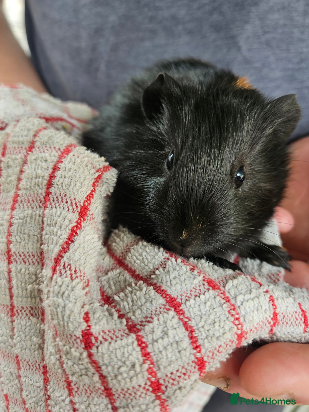 English rabbits for sale: Guinea pigs  - Image 6