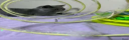 British Shorthair cats for sale: BSH GCCF Pedigree Healthy Beautiful Friendly  - Advert 24
