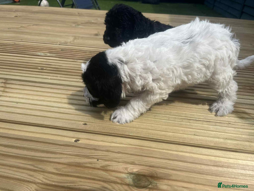Mixed Breed dogs for sale: Stunning jackapoo x cocapoo puppies - Image 3