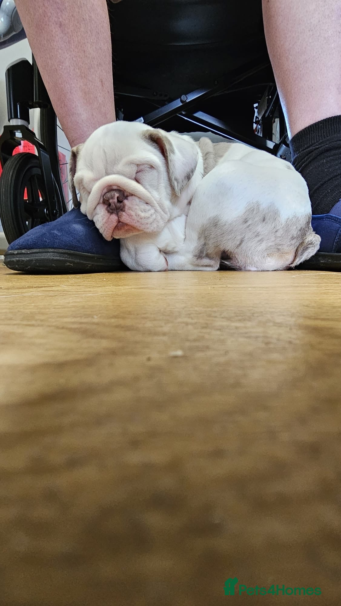 English Bulldog dogs ✨ Female English Bulldog - KC Reg ✨ - Advert 2