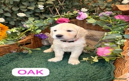 Golden Retriever dogs for sale: Stunning Golden Retriever puppies 🐾 - Image 16