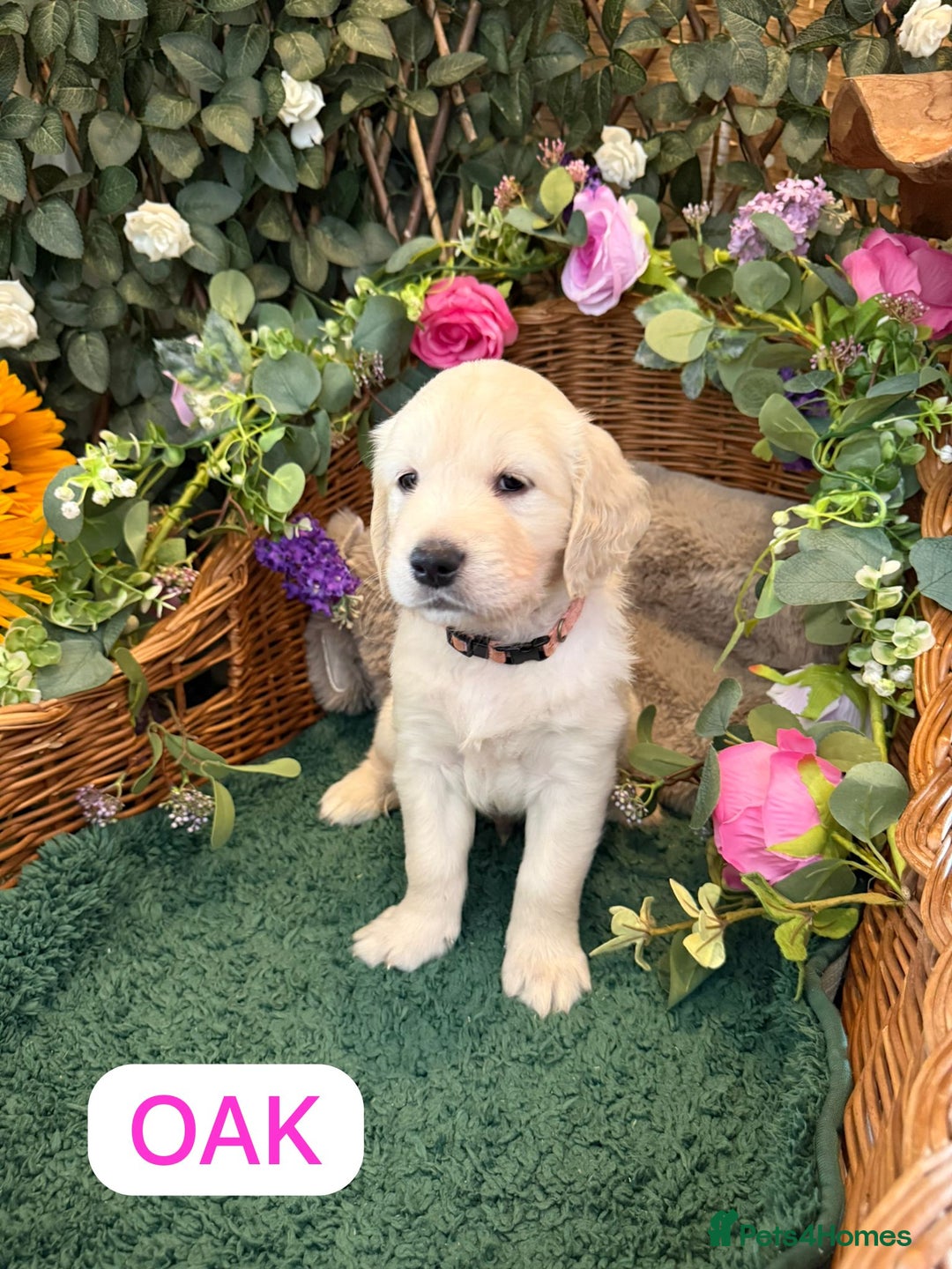 Golden Retriever dogs for sale: Stunning Golden Retriever puppies 🐾 - Image 16