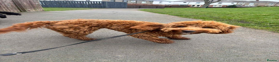 Cockapoo 