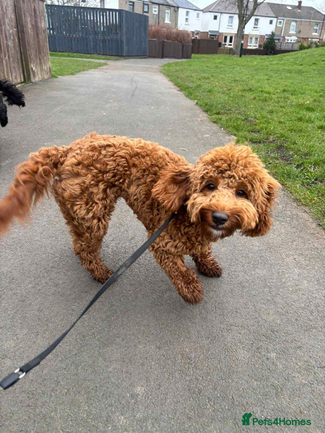 Cockapoo dogs for sale: Female cockapoo  - Image 2