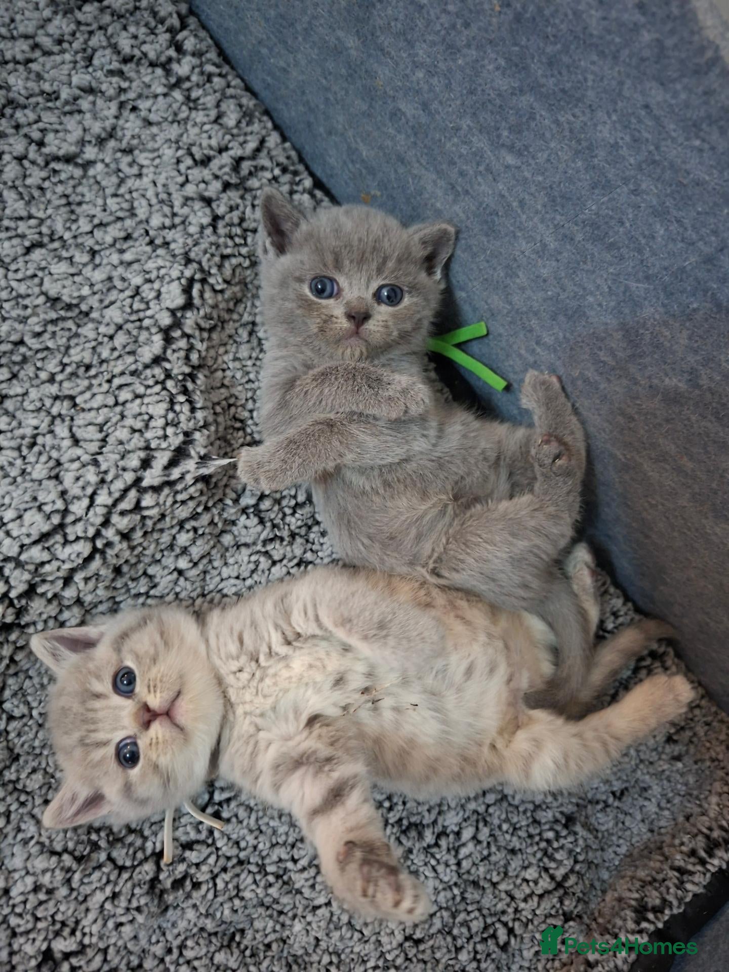 British Shorthair cats British shorthair cross - Advert 3