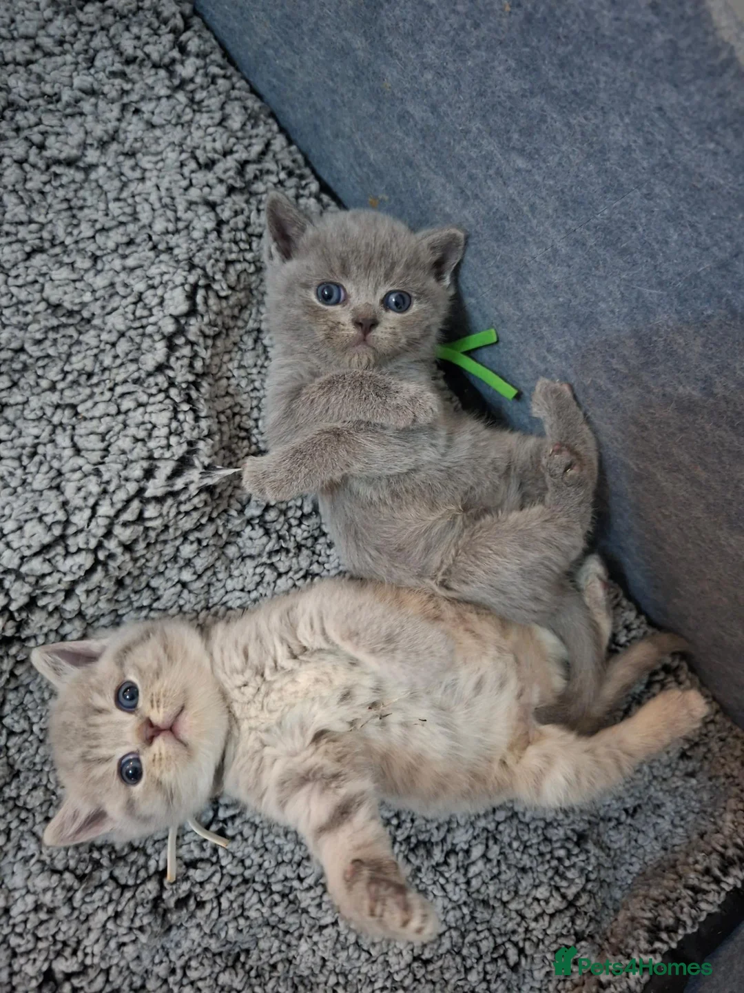 British Shorthair cats for sale: British shorthair cross in Nottingham - Advert 1