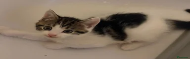Tabby 