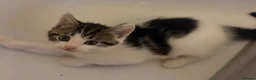 Mixed Breed cats for sale: Gorgeous litter of kittens in Diss - Advert 3