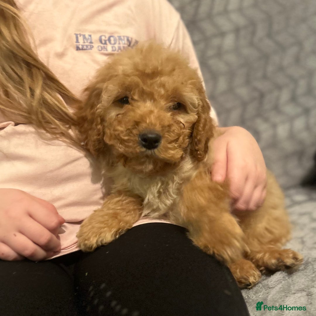 Cockapoo dogs for sale: Cockapoo Puppies - Advert 3