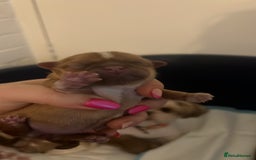 Shih Tzu dogs for sale: Imperial Shih Tzu from Mr Miyagi Line - Image 3