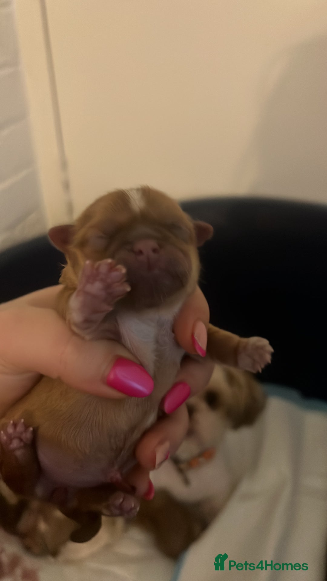 Shih Tzu dogs for sale: Imperial Shih Tzu from Mr Miyagi Line - Image 3