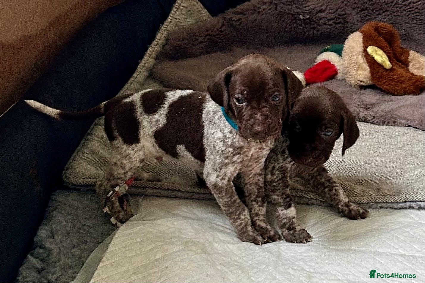 German Shorthaired Pointer dogs Pure KC GSP Puppies for sale! (4 pups available) - Advert 2