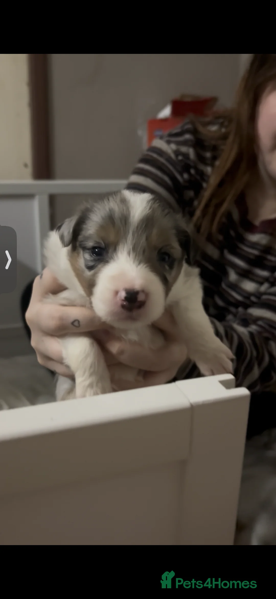 Border Collie dogs for sale: Beautiful litter of 7 Border Collies  in Manchester - Advert 2