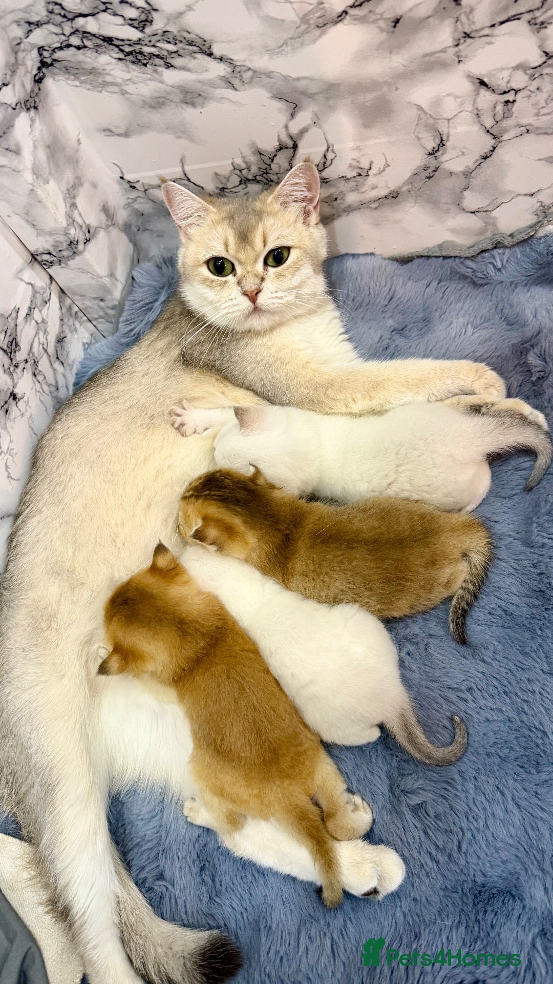 British Shorthair cats 🐾 Adorable Kittens Looking for a Loving Family 🐾 - Advert 2