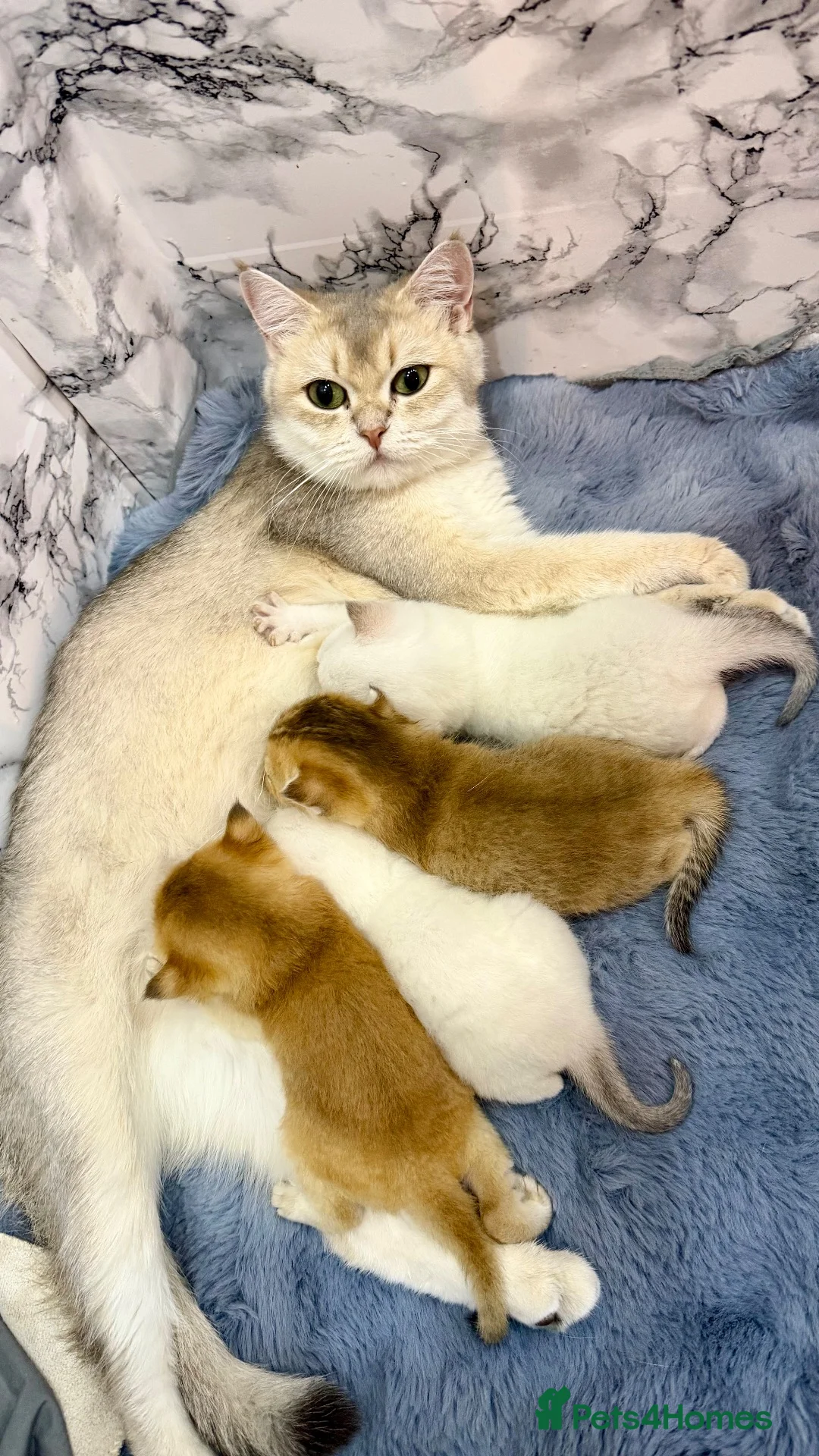 British Shorthair cats for sale: 🐾 Adorable Kittens Looking for a Loving Family 🐾 - Advert 2