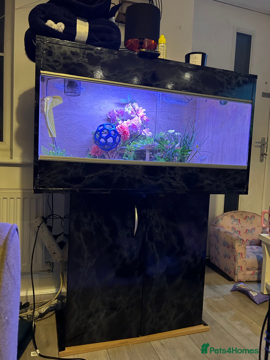 Corn Snake reptiles for sale: Female corn snake - Advert 8