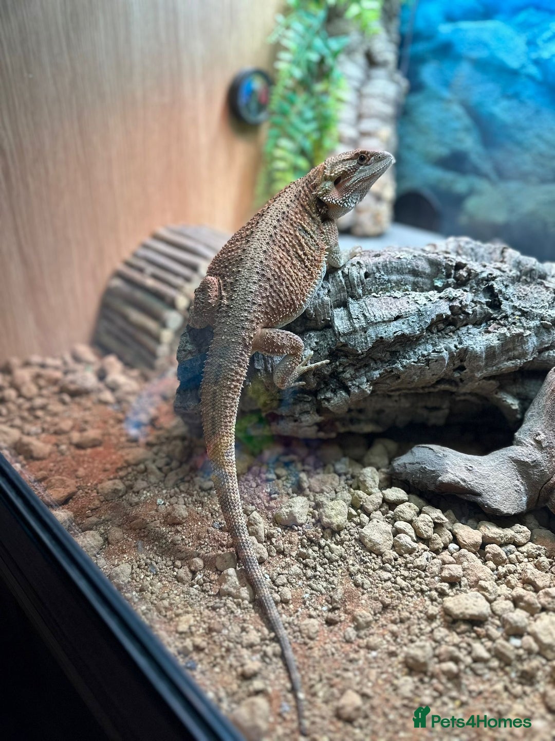 Bearded Dragon reptiles for sale: Bearded dragon for sale - Image 2