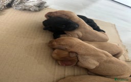 Springador dogs for sale: 3/4 Labrador (Springador x Labrador) Pups for Sale - Image 17