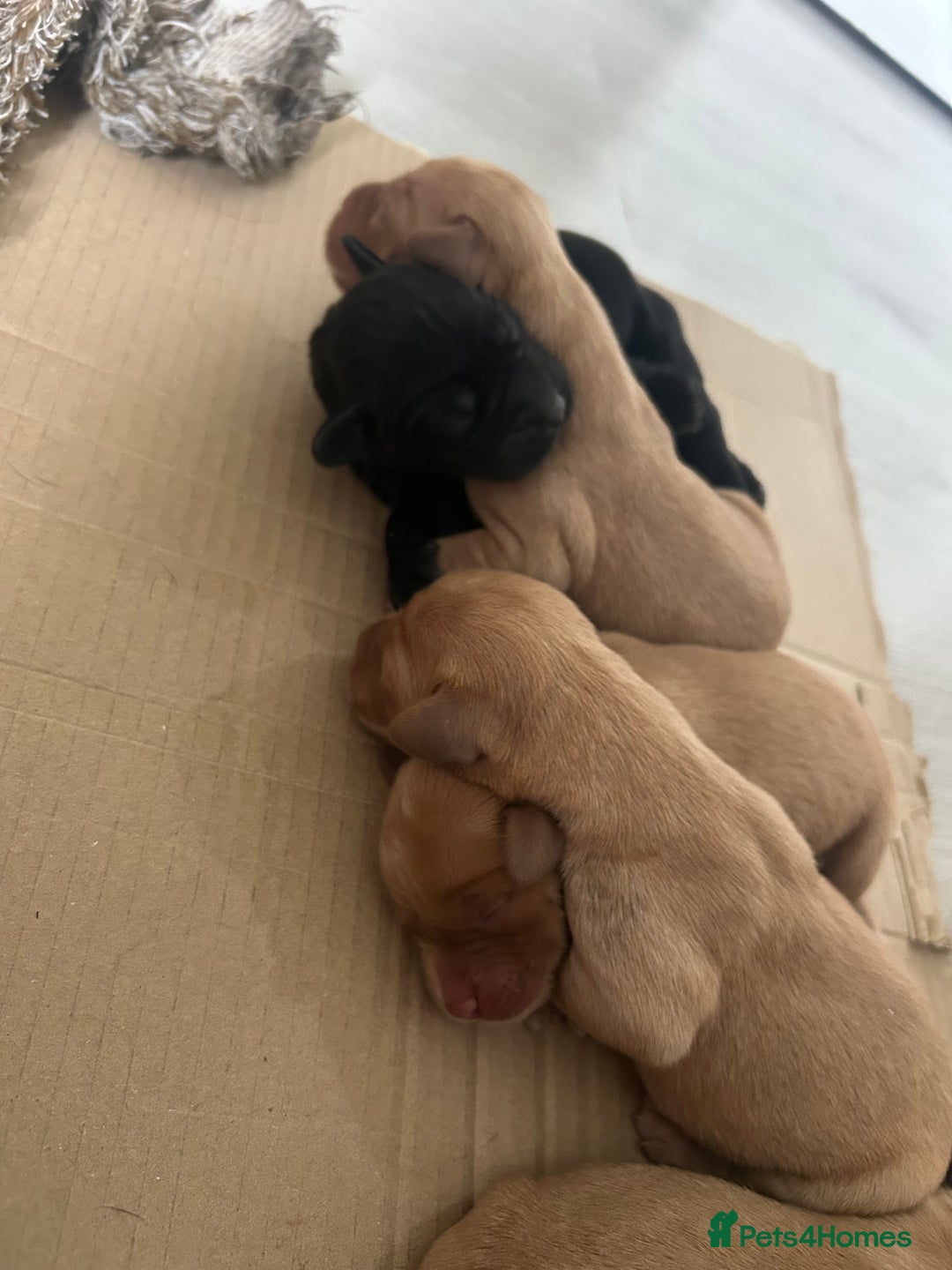 Springador dogs for sale: 3/4 Labrador (Springador x Labrador) Pups for Sale - Image 17