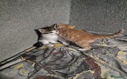 Mixed Breed cats for sale: Friendly kitten - Image 15