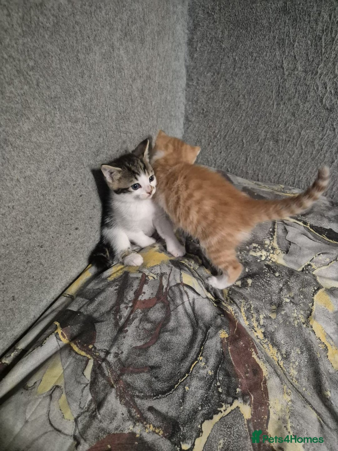 Mixed Breed cats for sale: Friendly kitten - Image 15