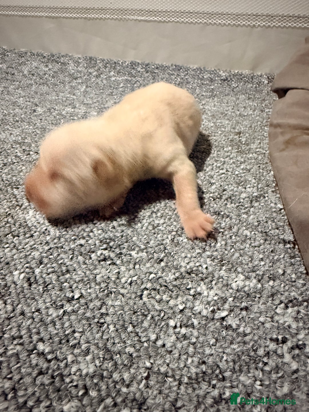 Mixed Breed dogs for sale: Beautiful cocker-Pei puppies - Advert 8