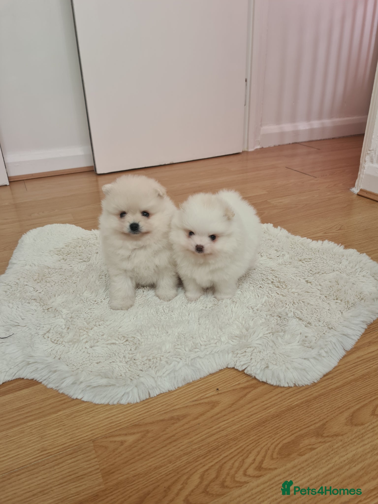 Pomeranian dogs Beautiful pomeranian Teddy bears boys  - Advert 1