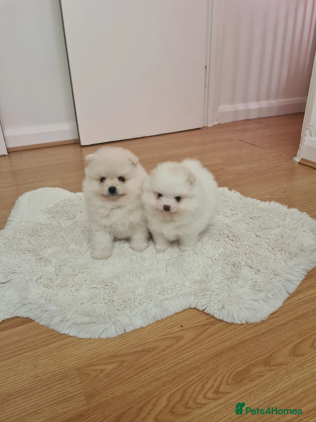 Pomeranian dogs for sale: Beautiful pomeranian Teddy bears boys  - Advert 1