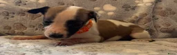 Whippet dogs for sale: Beautiful KC Whippet Puppies - Advert 6