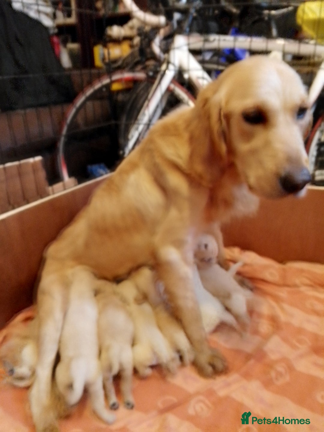 Golden Retriever dogs for sale: Golden retriever puppies for sale  - Advert 4