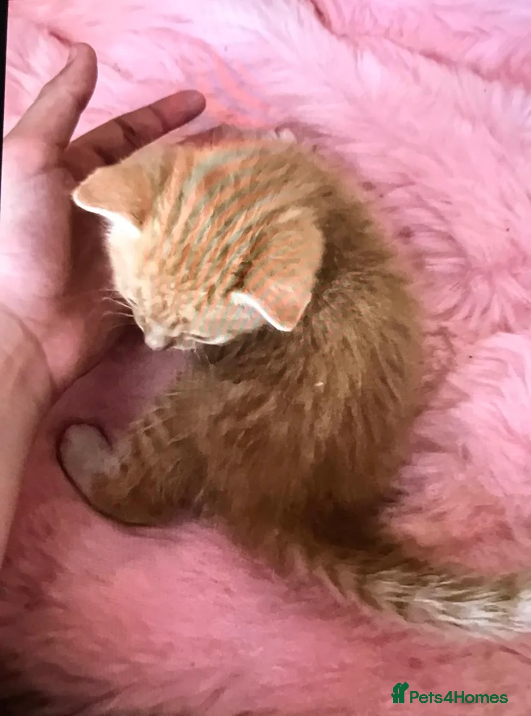 Mixed Breed cats for sale: Adorable 4 kittens  - Advert 1