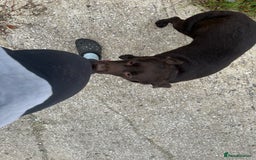 Labrador Retriever dogs for sale: Kc reg. chocolate Labrador bitch. 4 year old - Image 3