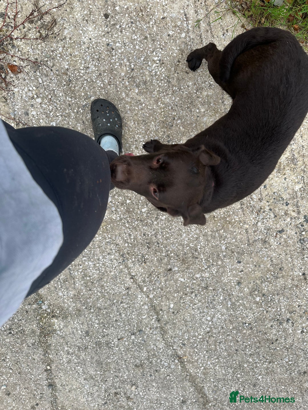 Labrador Retriever dogs for sale: Kc reg. chocolate Labrador bitch. 4 year old - Image 3