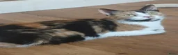 Mixed Breed cats for sale: Loving and Playful kittens - Advert 1