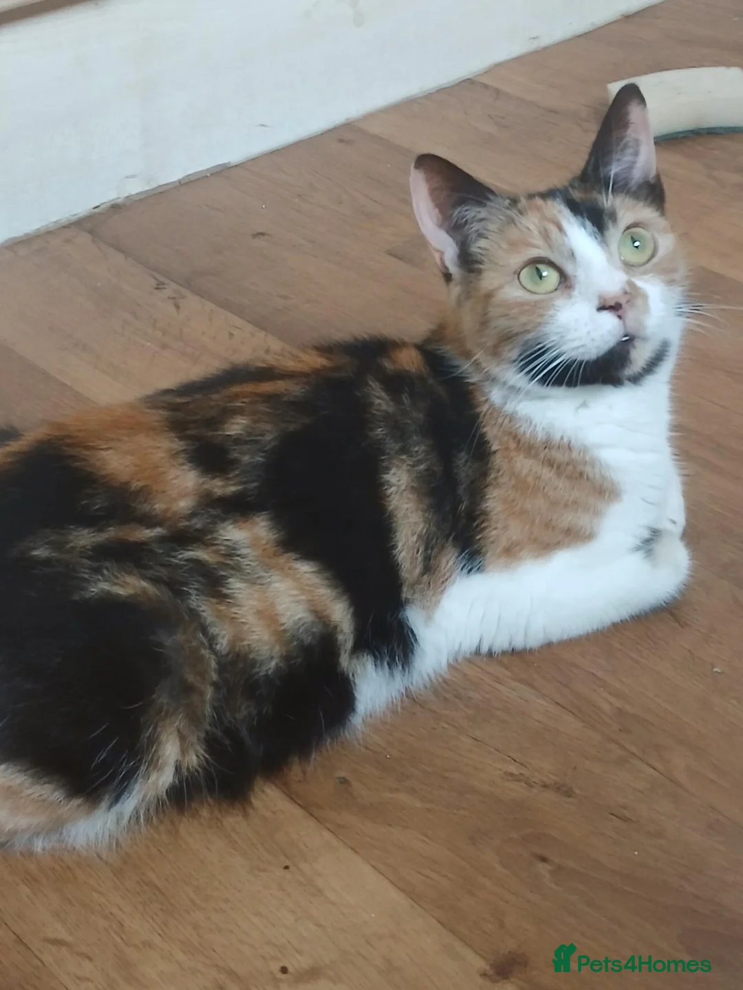 Mixed Breed cats for sale: Loving and Playful kittens - Advert 1