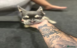 French Bulldog dogs for sale: 6months old LILAC FRENCHIE - Image 4