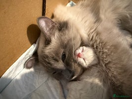 Ragdoll cats GCCF registered Pedigree Ragdoll kittens - Advert 5