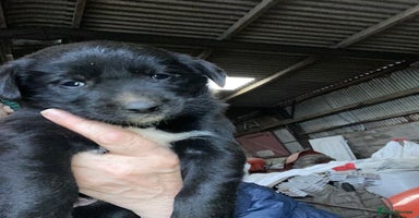 Mixed Breed dogs Welsh collie x red fox Labrador - Advert 10