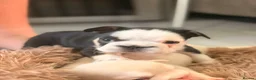 French Bulldog dogs for sale: French bulldog puppies  - Advert 10