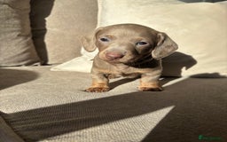 Miniature Dachshund dogs for sale: Isabella tan miniture dachshunds for sale⭐️ - Image 1