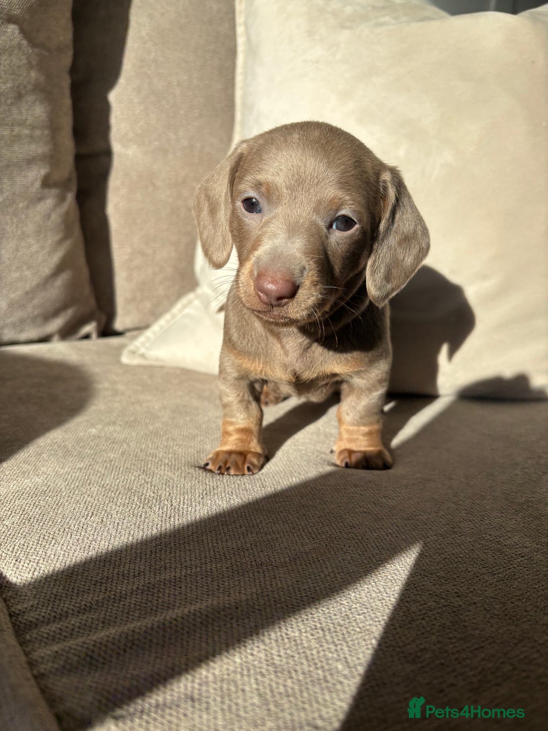Miniature Dachshund dogs for sale: Isabella tan miniture dachshunds for sale⭐️ - Image 1