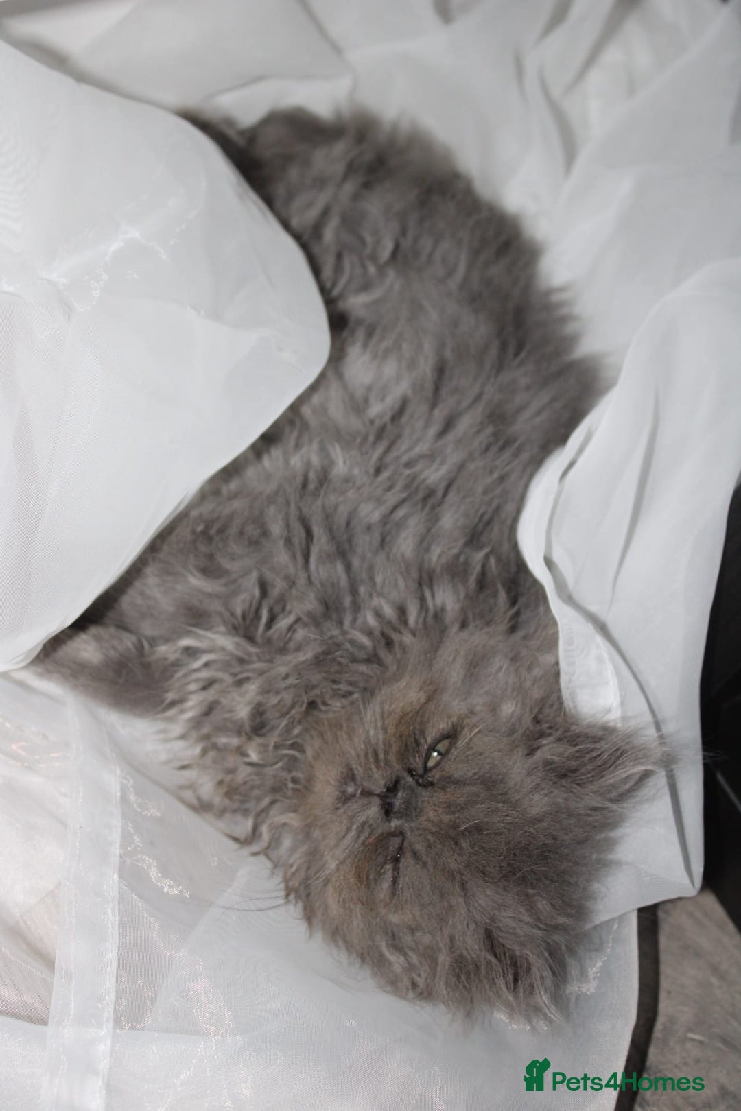 Persian cats for sale: Beautiful Female Kittens Ready for Loving Homes - Advert 11