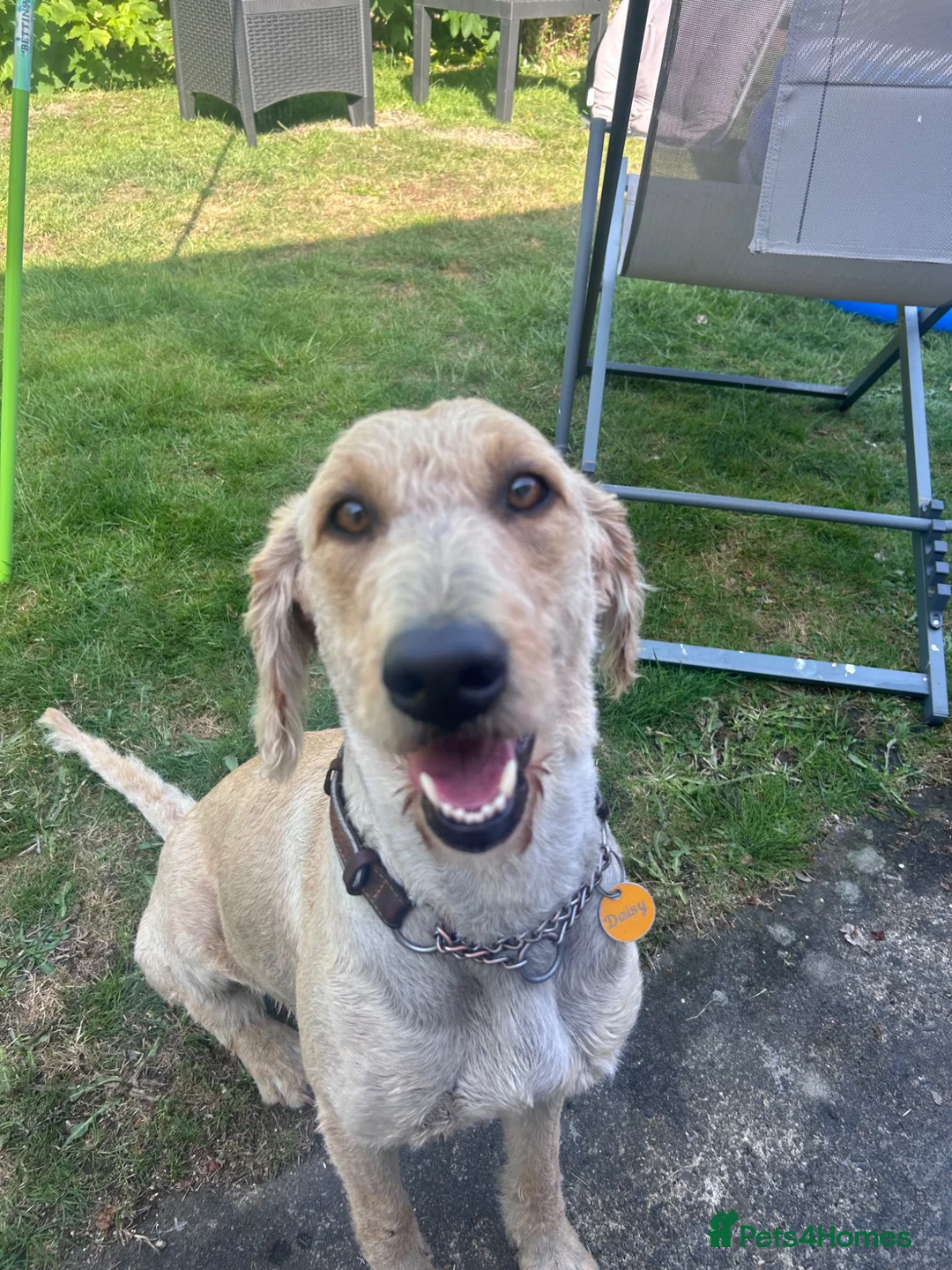 Labradoodle dogs for sale: 9 month old labradoodle F1B pups  - Advert 2