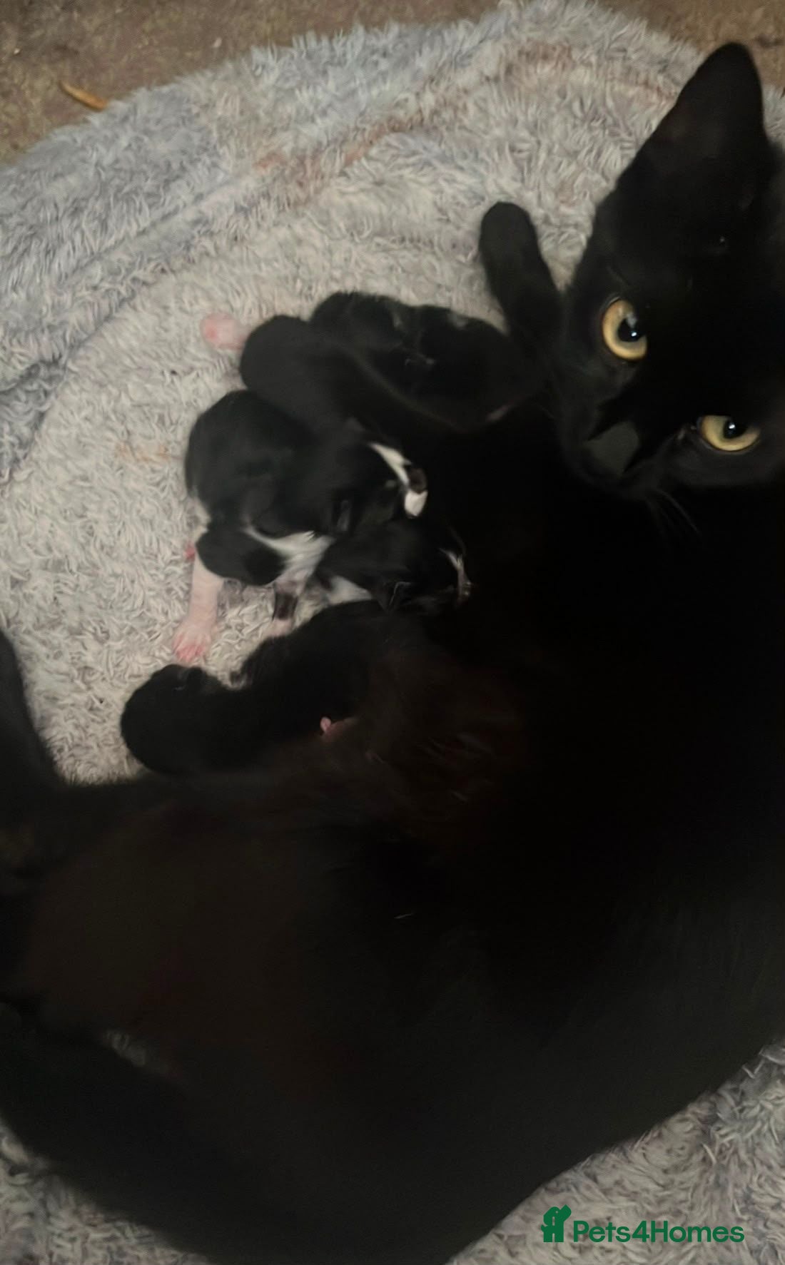 Mixed Breed cats Kittens ready to leave £50 - Advert 2
