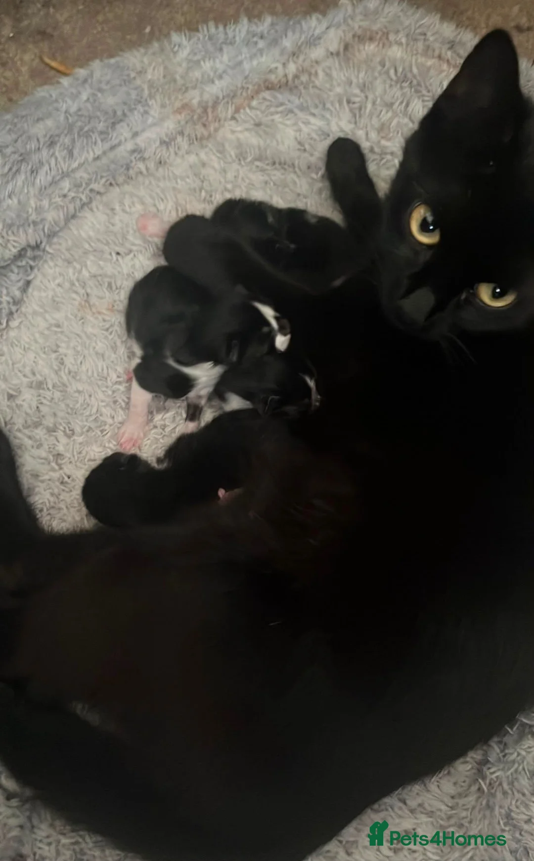 Mixed Breed cats for sale: Kittens ready to leave £50 in Rochester - Advert 1