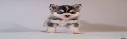 Pomsky dogs for stud: Pingu Jnr Stunning Husky marked Toy Pomsky Stud  in Romford - Advert 3
