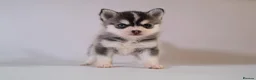 Pomsky dogs for stud: Pingu Jnr Stunning Husky marked Toy Pomsky Stud  in Romford - Advert 3