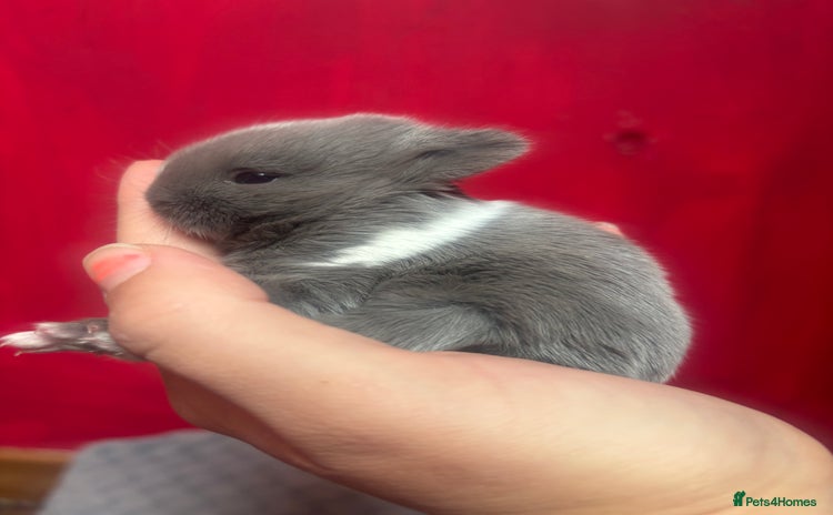 Netherland Dwarf rabbits - Advert 4