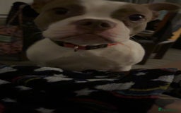 Mixed Breed dogs for sale: 21-Month Female Staff x Boston seeking active home - Advert 3